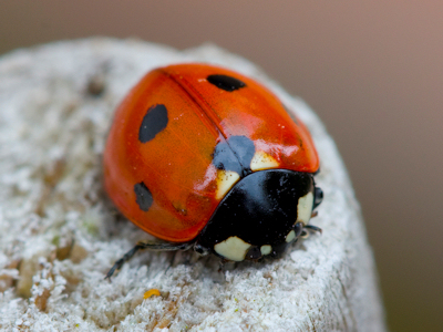 do ladybirds bite