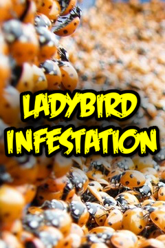 ladybird infestation