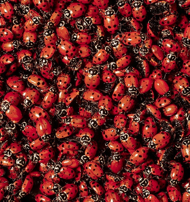 ladybird infestation