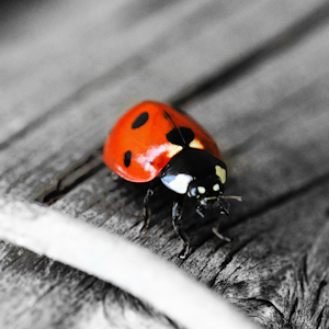 ladybirds or ladybugs