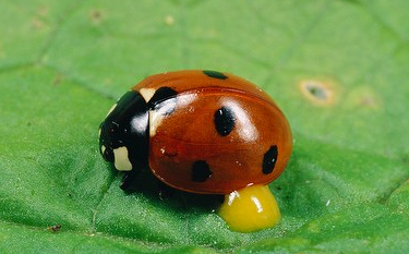 what do ladybirds eat