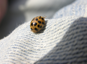 do ladybirds hibernate